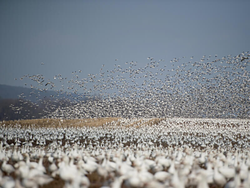 Picture Seagulls