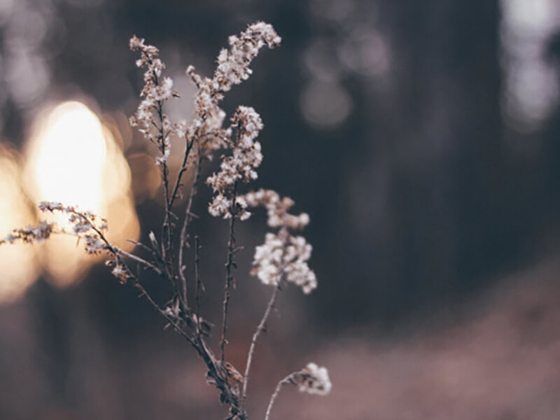 Picture Twig