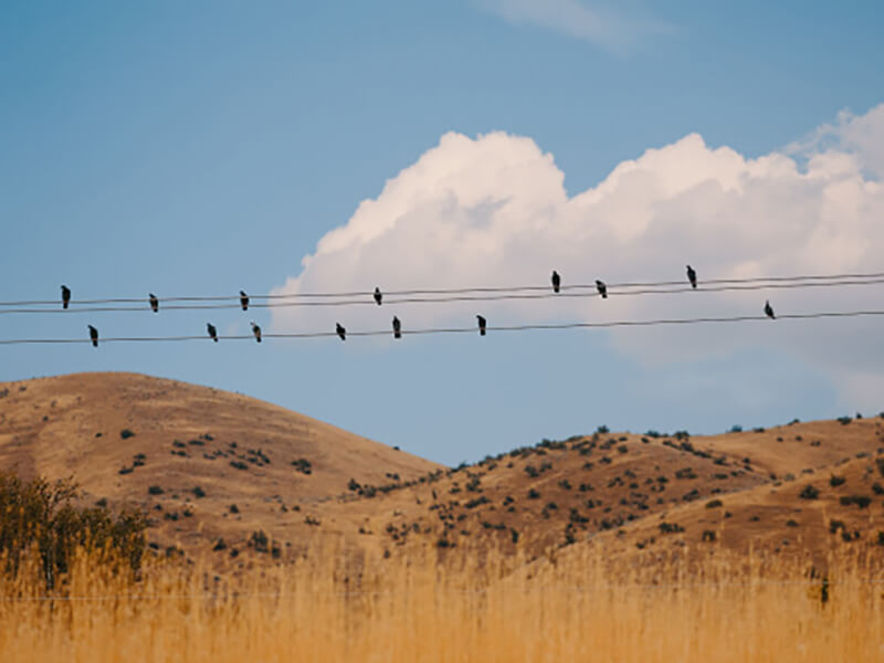 Picture Wires